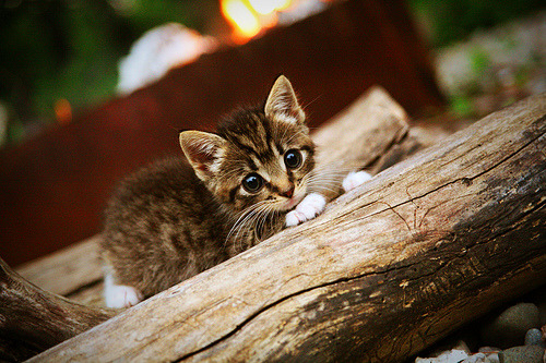 AYX GAMING-浙江广厦球队主场战绩持续提升，浙江广厦球队主场在哪里