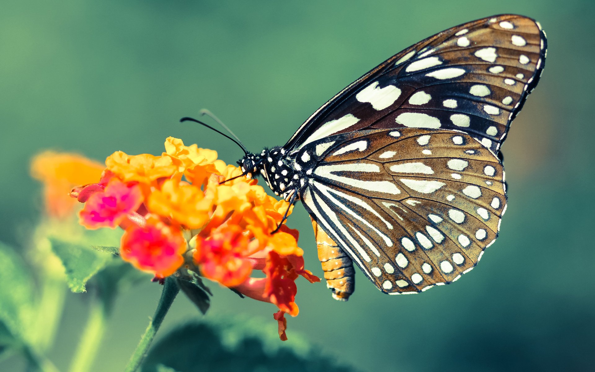 福建鲟龙球队整体配合提升明显,福建龙鳇鲟业董事长