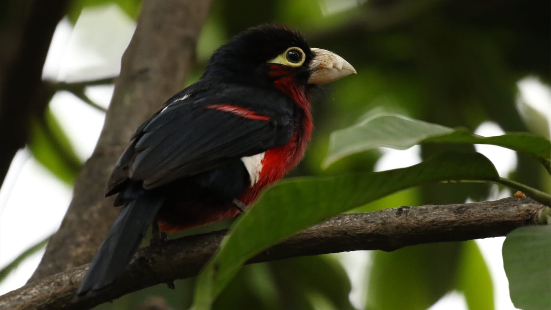 科拉盼重返球场,卡利亚里前锋渴望复出,卡利亚里vs拉齐奥
