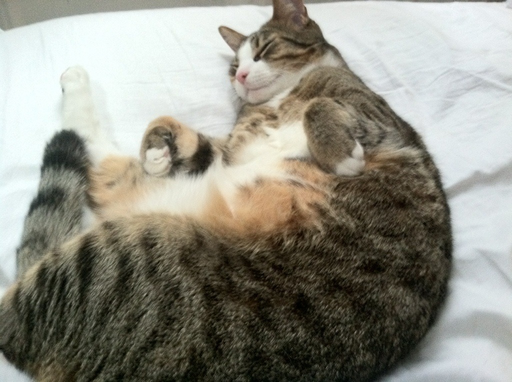 爱游戏官网-赛场上球员奋力拼搏，助球队逆转比分获胜，cba逆转