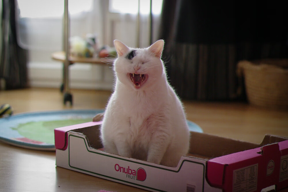 青少年篮球技能培养课程创新,青少年篮球培训课程体系