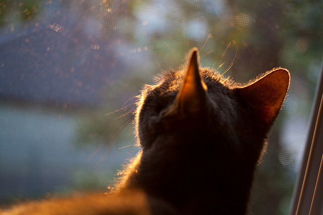 马竞客场遭遇窘境,无缘全取三分,马竞怎么样