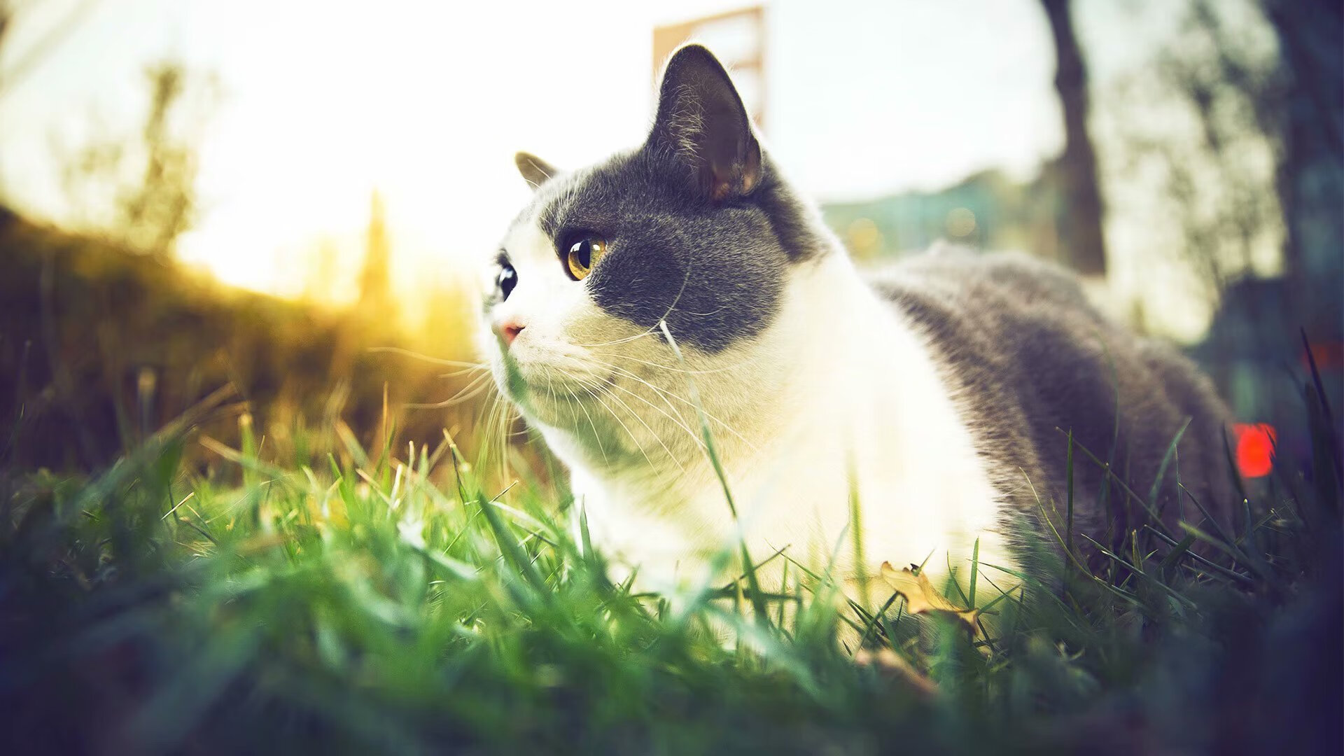 意甲年轻球员防守意识发展趋势研究,意甲年轻后卫