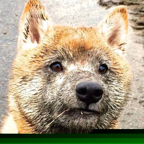 埃弗顿中路防守密度成功限制对方核心,埃弗顿战术