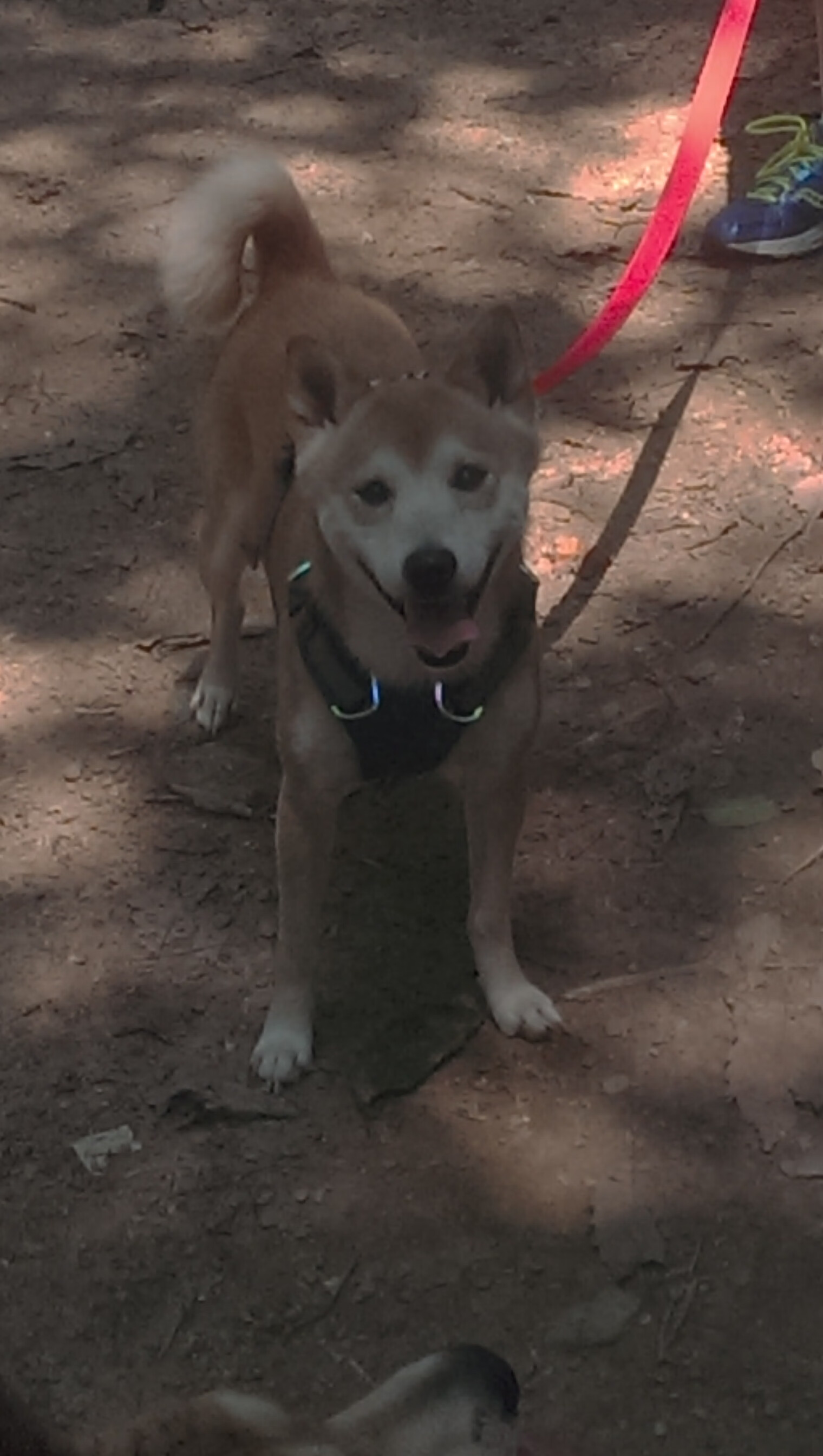 瑞典乒乓球队战术:如何破解强队的进攻套路,瑞典的乒乓球优秀选手