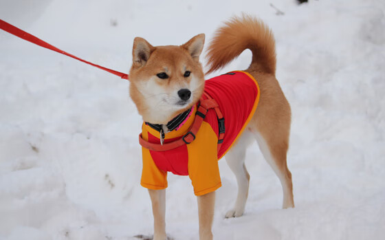 羽毛球锦标赛高手对决精彩纷呈,羽毛球 锦标赛