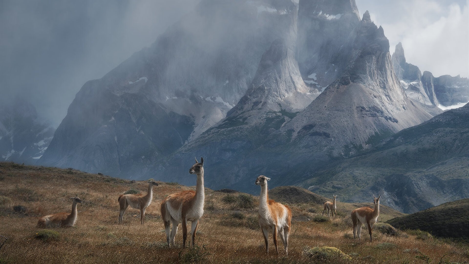 辽宁飞豹轮换阵容保持高强度压迫,辽宁飞豹队徽图片