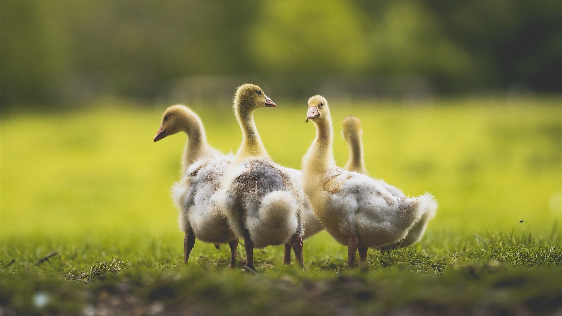 C罗挑战纪录片拍摄展现幕后真实一面,c罗足球纪录片