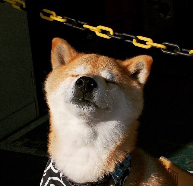 塞尔维亚女篮在欧洲锦标赛中表现亮眼,争夺金牌目标,塞尔维亚女篮咋样