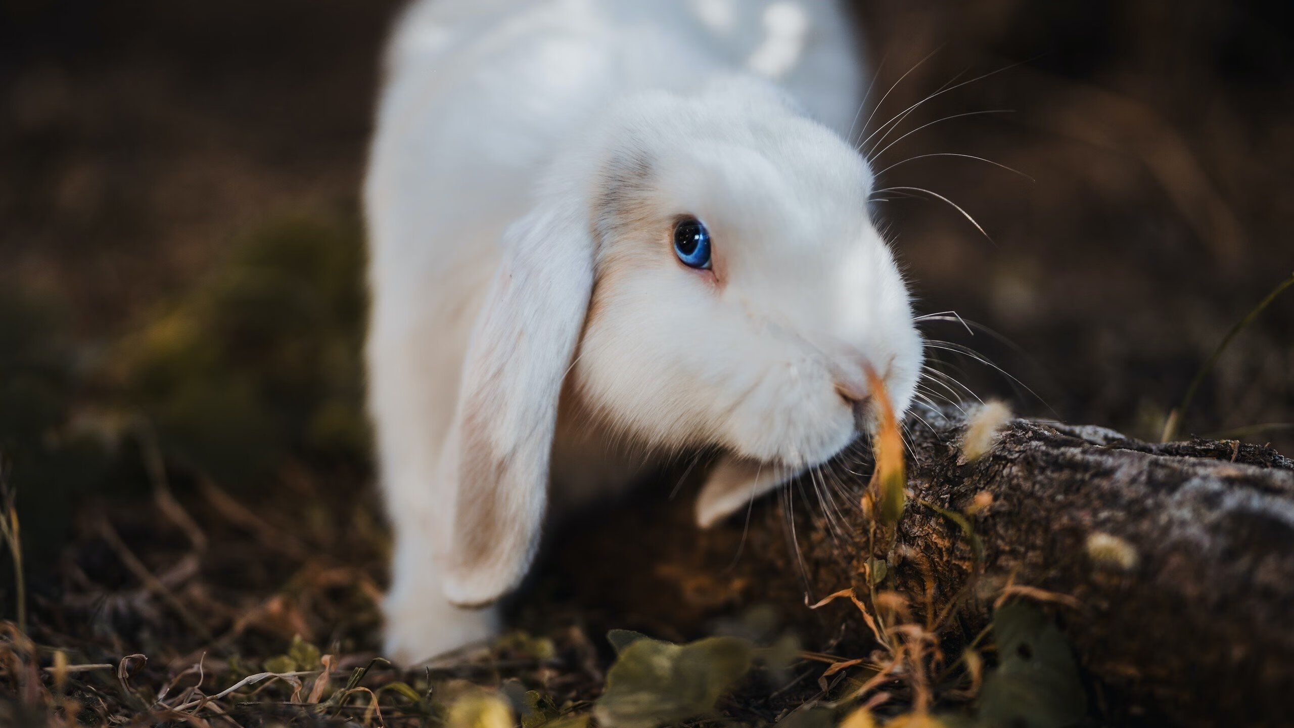 爱游戏app-意甲超级战役：激情与战术的完美舞台，意甲战术强在哪里