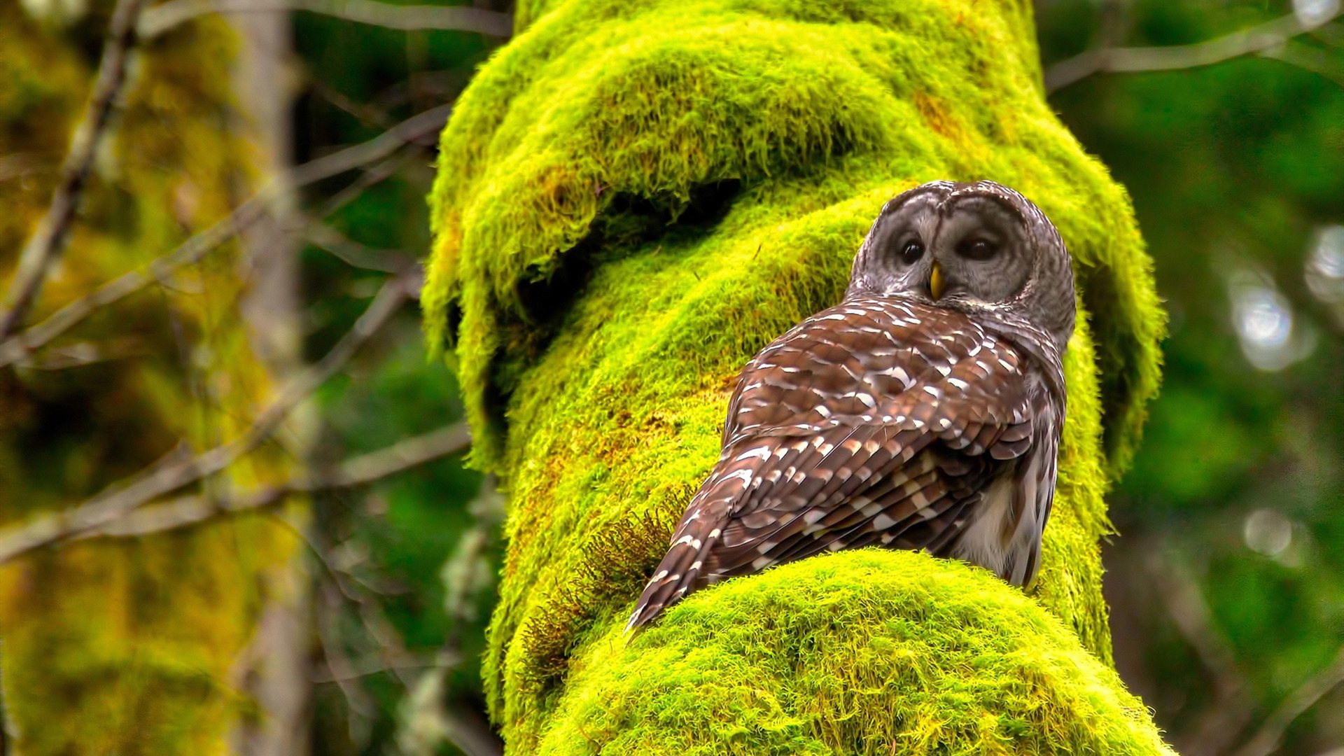 西甲逆境突围:坚韧不拔创造奇迹!,西甲最大逆转夺冠