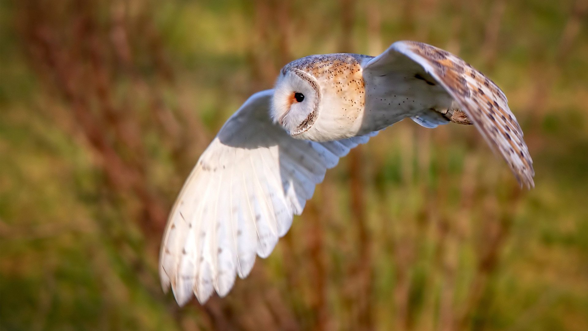 AYX GAMING-诺埃·庞蒂技术动作细腻无瑕疵，庞德诺威