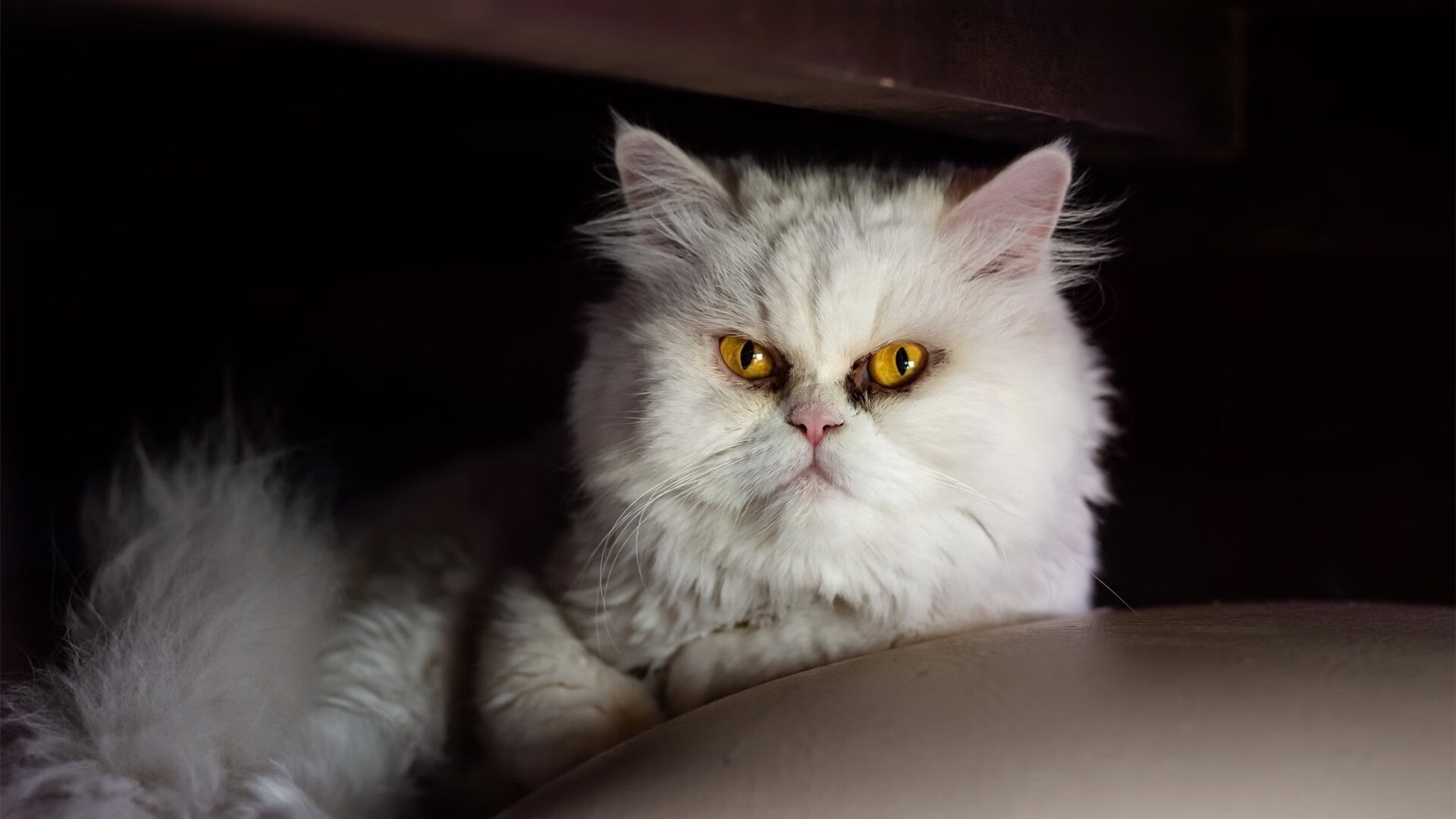 阿曼男篮在西亚锦标赛中奋勇争先,体育逐步崛起