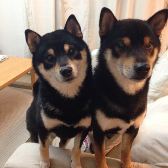 阿曼男篮在西亚锦标赛中奋勇争先,体育逐步崛起