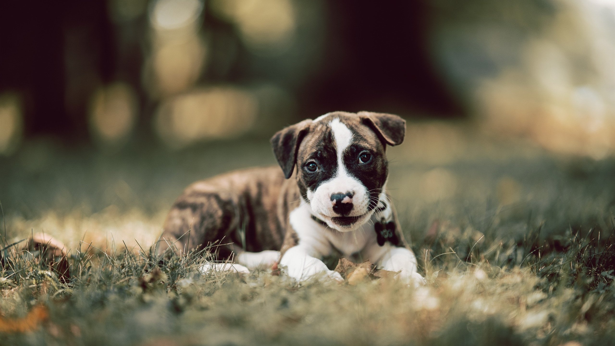 AYX GAME-雷霆后卫分享休赛期训练成果视频点击量破万，雷霆队sga